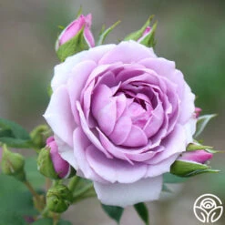 Veranda® Lavender -Heirloom Roses Lavender Veranda 12