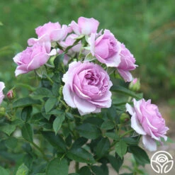 Veranda® Lavender -Heirloom Roses Lavender Veranda 13