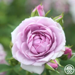 Veranda® Lavender -Heirloom Roses Lavender Veranda 14