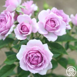 Veranda® Lavender -Heirloom Roses Lavender Veranda 15