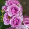 Veranda® Lavender -Heirloom Roses Lavender Veranda 11