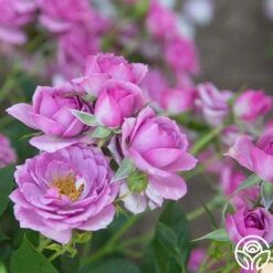 Veranda® Lavender -Heirloom Roses Lavender Veranda 199