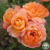 Lawrence Of Arabia™ -Heirloom Roses Lawrence Of Arabia
