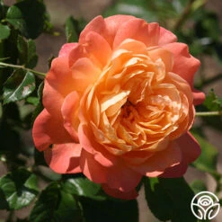 Lawrence Of Arabia™ -Heirloom Roses Lawrence Of Arabia 15