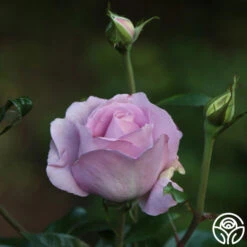 Le Petit Prince 11 Le Petit Prince -Heirloom Roses Le Petit Prince 9