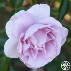 Le Petit Prince 9 Le Petit Prince -Heirloom Roses Le Petit Prince 12