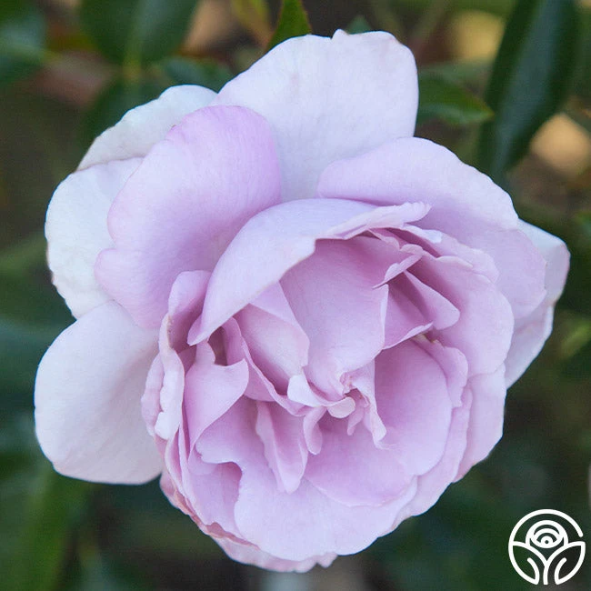 Le Petit Prince 5 Le Petit Prince - Image 3