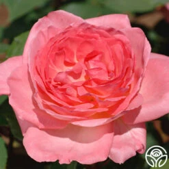 Liv Tyler™ -Heirloom Roses Live Tyler 04