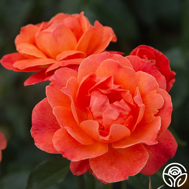 Livin' Easy™ 3 Livin' Easy™