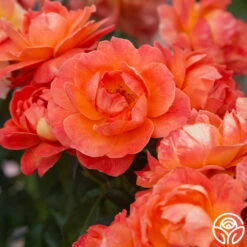 Livin' Easy™ 14 Livin' Easy™ -Heirloom Roses Livin Easy 02