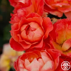 Livin' Easy™ 15 Livin' Easy™ -Heirloom Roses Livin Easy 03