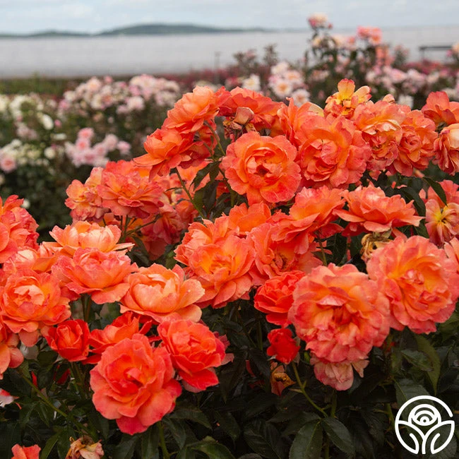 Livin' Easy™ 4 Livin' Easy™ - Image 2