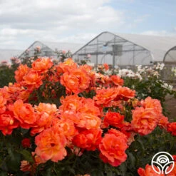 Livin' Easy™ 17 Livin' Easy™ -Heirloom Roses Livin Easy 05