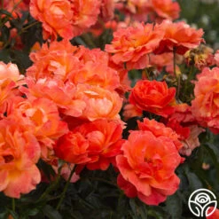 Livin' Easy™ 16 Livin' Easy™ -Heirloom Roses Livin Easy 06