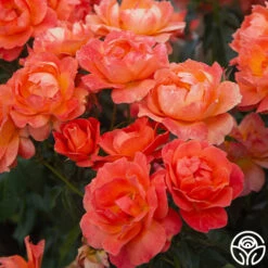 Livin' Easy™ 19 Livin' Easy™ -Heirloom Roses Livin Easy 07