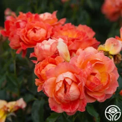 Livin' Easy™ 21 Livin' Easy™ -Heirloom Roses Livin Easy 08