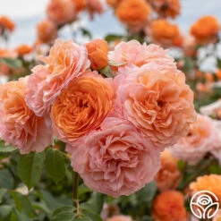 New Release -Heirloom Roses Louise Clements 011