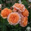 Louise Clements™ -Heirloom Roses Louise Clements 012