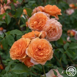 Louise Clements™ 20 Louise Clements™ -Heirloom Roses Louise Clements 0125