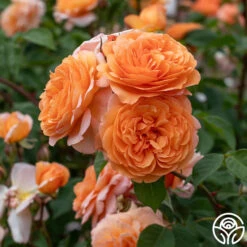 Louise Clements™ 17 Louise Clements™ -Heirloom Roses Louise Clements 013