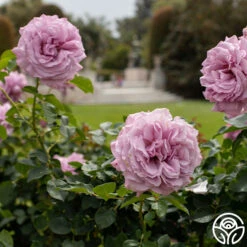 Love Song 21 Love Song -Heirloom Roses Love Song 10