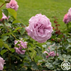 Love Song 18 Love Song -Heirloom Roses Love Song 12