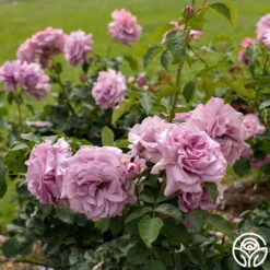 Love Song 17 Love Song -Heirloom Roses Love Song 15