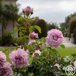 Love Song 14 Love Song -Heirloom Roses Love Song 16