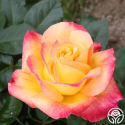 Love & Peace® -Heirloom Roses Love Peace 3