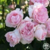 Lover's Blush™ -Heirloom Roses Lover s Blush