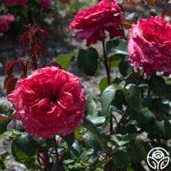 Loves Me, Loves Me Not™ -Heirloom Roses Loves Me Loves Me Not 2