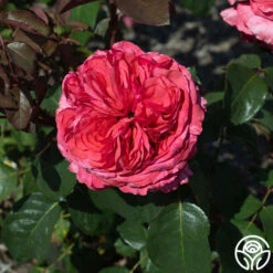 Loves Me, Loves Me Not™ -Heirloom Roses Loves Me Loves Me Not 4