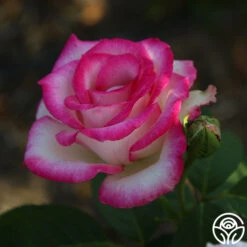 Lynn Anderson -Heirloom Roses Lynn Anderson 3