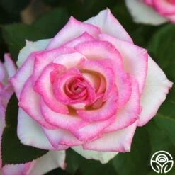 Lynn Anderson -Heirloom Roses Lynn Anderson 5