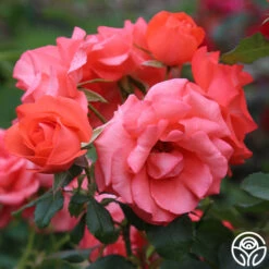 Marmalade Skies™ -Heirloom Roses Marmalade Skies 11