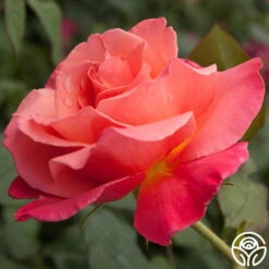 Marmalade Skies™ -Heirloom Roses Marmalade Skies 111
