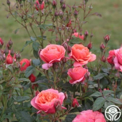 Matchless Mother™ -Heirloom Roses Matchless Mother 111