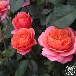 Matchless Mother™ -Heirloom Roses Matchless Mother 114