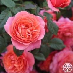 Matchless Mother™ -Heirloom Roses Matchless Mother 115