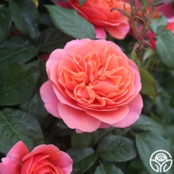 Matchless Mother™ -Heirloom Roses Matchless Mother 116