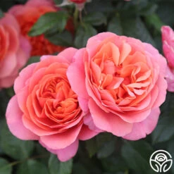 Matchless Mother™ -Heirloom Roses Matchless Mother 117