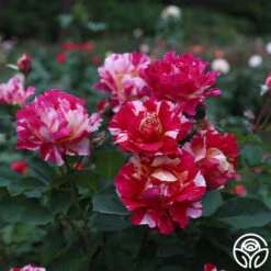 New Release -Heirloom Roses Maurice Utrillo 22