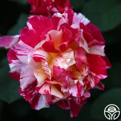 Maurice Utrillo® -Heirloom Roses Maurice Utrillo 23