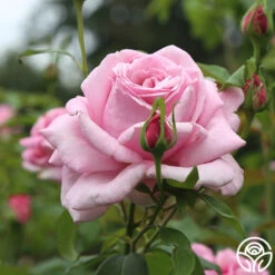 Memorial Day™ 19 Memorial Day™ -Heirloom Roses Memorial Day 13