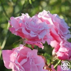 Memorial Day™ 18 Memorial Day™ -Heirloom Roses Memorial Day 16