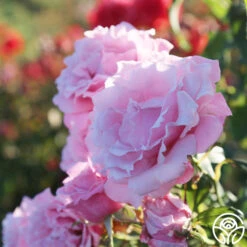 Memorial Day™ 17 Memorial Day™ -Heirloom Roses Memorial Day 17