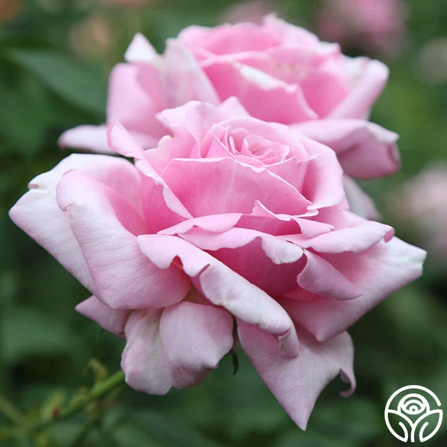 Memorial Day™ 3 Memorial Day™