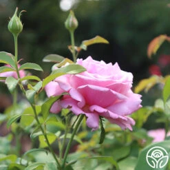 Memorial Day™ 21 Memorial Day™ -Heirloom Roses Memorial day 14