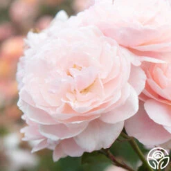 Memories™ 23 Memories™ -Heirloom Roses Memories 22