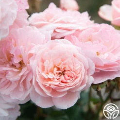 Memories™ 27 Memories™ -Heirloom Roses Memories 011